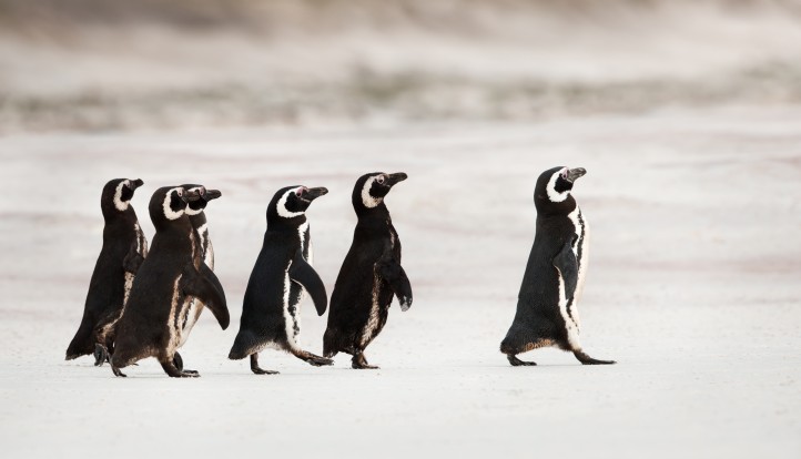 Follow-up estratégico para elevar conversões e receita