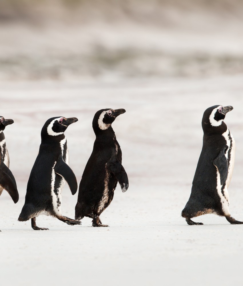 Follow-up estratégico para elevar conversões e receita