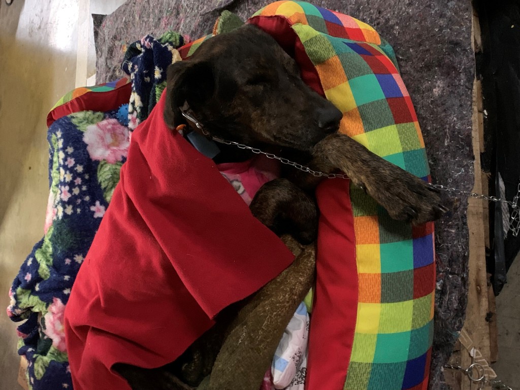 Shopping Iguatemi Porto Alegre transforma estacionamento em abrigo para cães resgatados